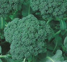 BROCCOLI SEEDS 500+ GREEN SPROUTING CALABRESE garden VEGETABLES FREE SHIPPING