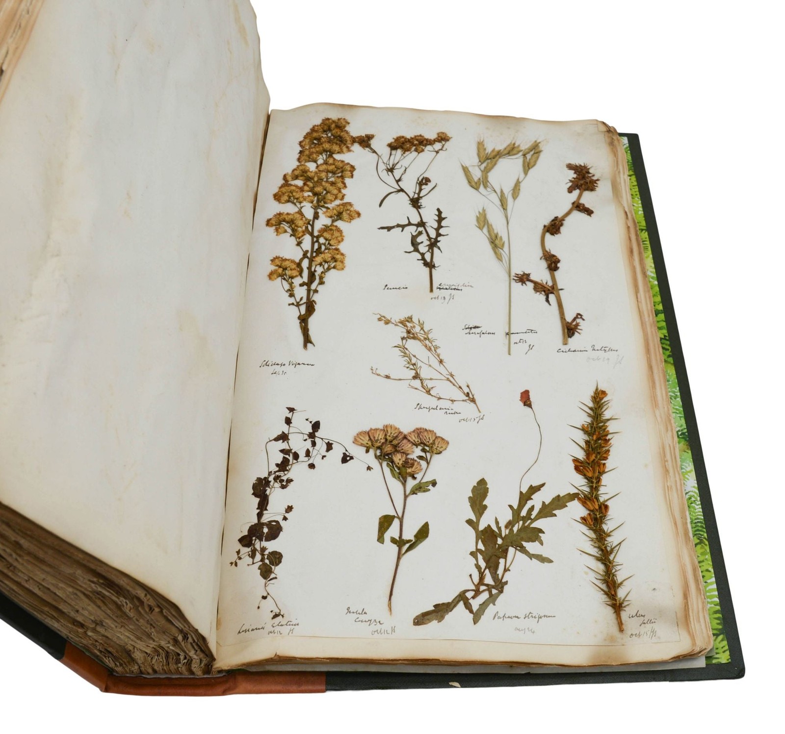A Collection of Flora: 1878-1879 ~ ANTIQUE HERBARIUM ~ Wildflowers ~ Botanical