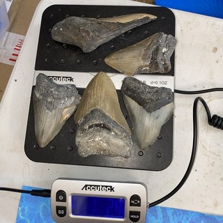 MEGALODON SHARK TOOTH FRAGS 1 Lb Lot TEETH MEG SCUBA FOSSIL NC 2571