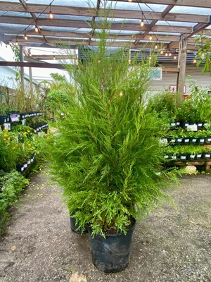 #ad Eastern Red Cedar 4 Live Rooted Trees 3ft Tall $50.00