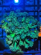 CE- WYSIWYG Jolly Rancher Rainbow Goni Frag - Live Coral Frag LPS SPS #RZF7