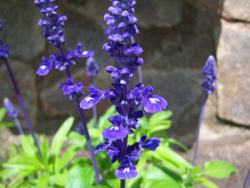30 Semillas de Salvia Azul, Victoria (Salvia Farinacea) - Imagen 2 de 5