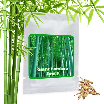 Chin. Graines de Bambou Géant 100 Pces - Moso - Résiste au froid - Brise-vue