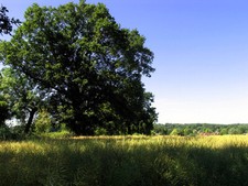Photo 6x4 Rapeseed on Farmland near Whitchurch Hill Collins End This view c2005