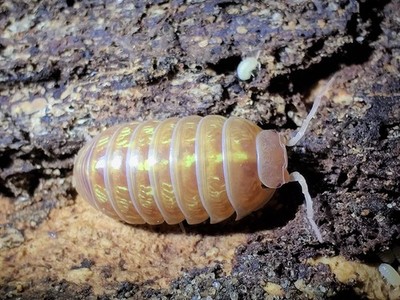 T+ Albino Isopods 10ct+ LIVE bioactive for reptile terrariums, plants, insects