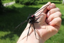 Spider Black Widow, pendant Blown glass Spide...
