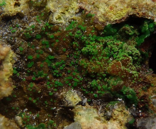 CONICHALCITE & FLUORITE -- GREECE Attica LAVRION Kamariza - Hilarion Mine /pi685 - Picture 8 of 21