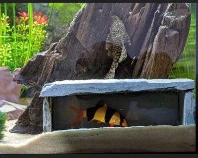 Natural Slate Cave Viewing Hide Fish Tank Aquarium Pleco Plec Watch Eat Sleep 👀
