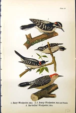 Antique Old Print Hairy Woodpecker Male Downy Red-Bellied Birds Warren 1890