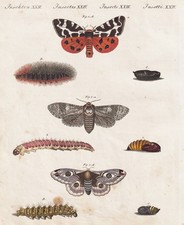 tiger moths Weidenbohrer Nachtfalter Schmetterlinge Kupferstich Bertuch 1802