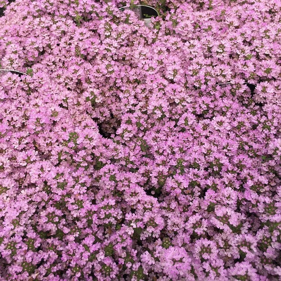 VALEYRAC EXOTICS Thym rampant sauvage - Thymus serpyllum - 100+ graines - MEILLEURE ÉPICE VERT...