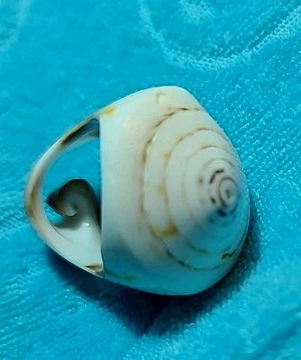 Anillo de concha marina vintage ojo de Shiva concha océano abierto espiral hecho a mano talla 7 Foto 1 de 4