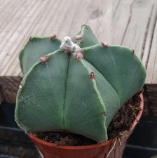 Astrophytum myriostigma Nudum Light Flecking Bishop's Cap Cactus 185