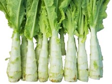 100 Graines - Laitue Asperge Tige Celtuce Asperge - Semences Paysanne - BIO