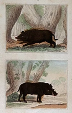 1844 Buffon Print Wild Boar & American Wild Boar Hog Pig Razorback - Sus Scrofa