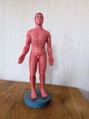 Vintage anatomisches Herrenmodell Serima Anatomia Humana - Selten