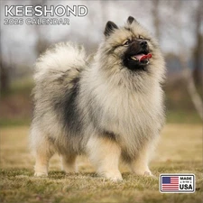 Keeshond Calendar 2026 - Dog Breed Wall Calendar - Made in the USA!