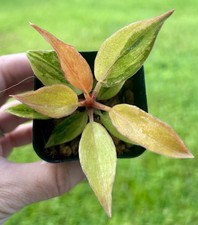 Fire Tiger Variegated Caramel Marble Starter Houseplant