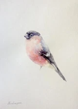 Bullfinch, Birds, Watercolor artwork, Handmade, Original painting on paper