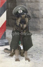 WW2 Picture Photo German Shepherd dog with Uniform on winter 3098
