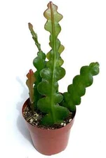 Fishbone Cactus Epiphyllum Anguliger Ric Rac Cactus Zig Zag Cactus