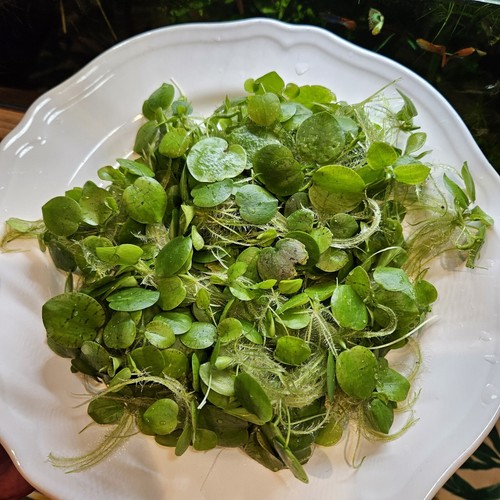Amazon Frogbit Tropical Water Lily Very Healthy Live Floating Aquarium Plants - Picture 6 of 10