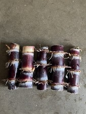 5 Rooted Dark Purple Sugarcane Cutting Ready To Plant Free Shipping