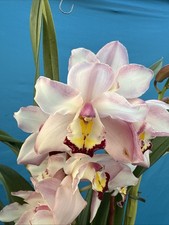 Cymbidium NOID Z Pink Maroon White New Growths Blooming Orchid Hybrid 6  Pot