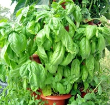 301+ITALIAN LARGE LEAF BASIL Seeds Organic Herb Summer Garden Patio Container