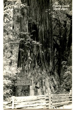 Sequoia Tree-Prairie Creek Park-California-RPPC-Vintage Real Photo Postcard