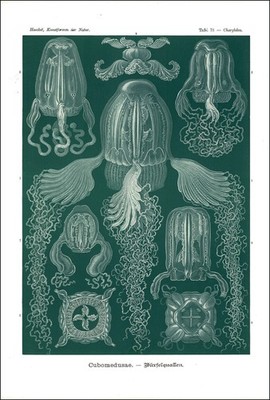 1904 Original Lithograph CUBOMEDUSAE Box Jellyfish by Haeckel (EH78)