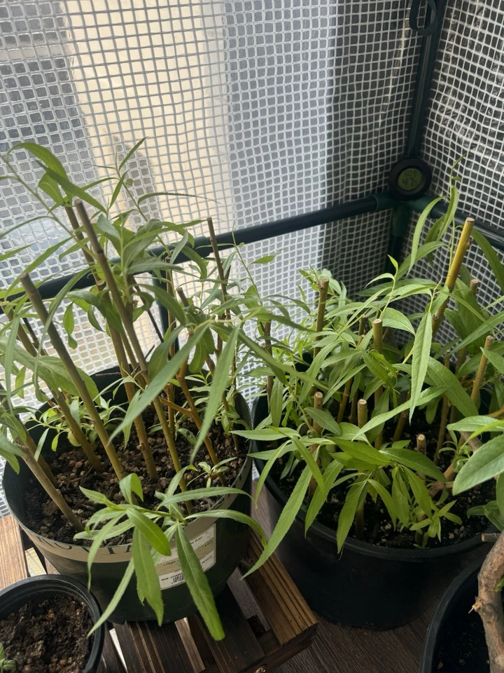 2 Weeping Willow ROOTED Cuttings - Salix Babylonica - Pre-Bonsai Starter Plant - Image 2 of 2