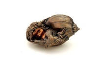 Top Collection Enchanted Story Fairy Garden Little Mermaid Sleeping In Shell Out on sale Top Collection Enchanted Story Fairy Garden Little Mermaid Sleeping In Shell Out on sale