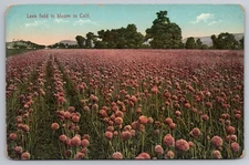 Leek Field in bloom in CA Farm Ranch postcard C8