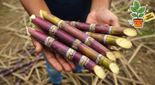 4 PCS FRESH CUT SUGAR CANE CUTTINGS ORGANIC GREEN OR PURPLE ROOTED/UNROOTED
