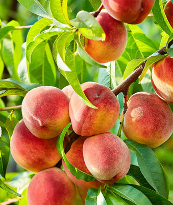 Contender Peach Plant - 1-2ft Tall - Cold-Hardy Sweet Peach Treem - Zones 4 8