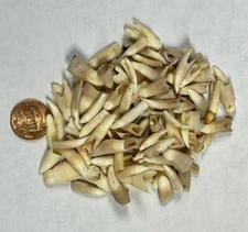 Wholesale Lot of 100 Alligator Teeth Louisiana Gator Authentic