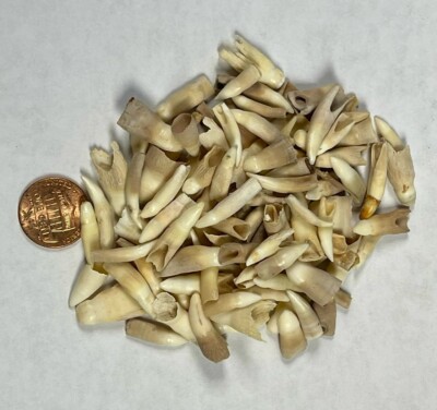 Wholesale Lot of 100 Alligator Teeth Louisiana Gator Authentic