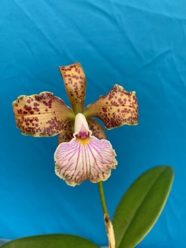 Cattleya velutina X Rlc Little Mike Fragrant Orchid 2” Pot Starter Plant