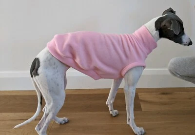 whippet puppies gumtree