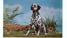 DOG-PUREBRED DALMATIAN-#72933-(DOG-360*)
