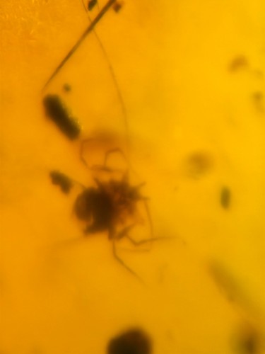 10 pieces authentic Myanmar insect Amber specimen fossil dinosaur age 8.18-6 - Picture 2 of 12