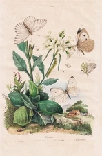Pierides Butterflies Dolls Caterpillars Insects Steel Engraving Guerin-Menevill 349569
