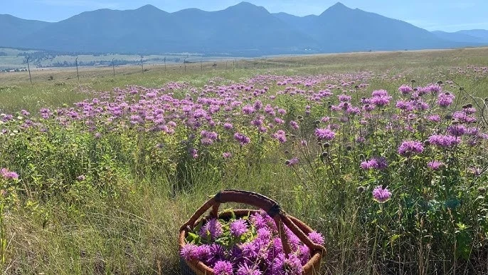 Purple Bergamot Monarda Media Bee Balm Live Plant Perennial Native Flower Plug🕊 - Image 4 of 4