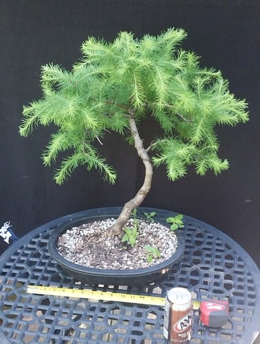 Japanese Larch Bonsai Tree-Cool CurvyTrunk!