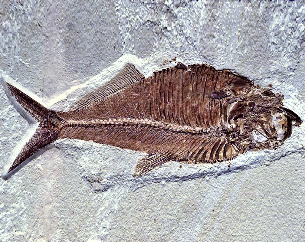 FOSSIL FISH - 4