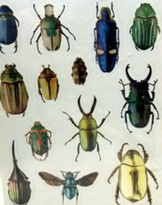 Beetle Bug Insects Shiny Stickers Hallmark Heartline 2 Sheets Vintage NIP D2