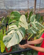 Monstera Variegated Albo white Tiger 4leaf rare tropical plant