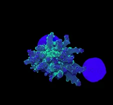 WYSIWYG Grafted Frogspawn Live LPS Frag Coral Saltwater Reef Aquarium