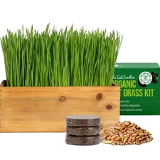 Cat Grass Kit with Rustic Wood Planter, Seed and Soil. Easy to Grow for Indoo...